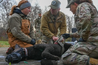 Training the first line of medical aid for working dogs