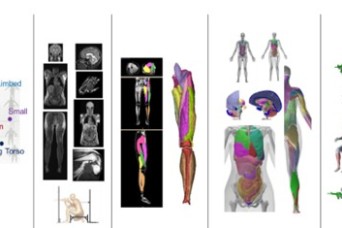U.S. Army updates anatomical representation to improve modeling